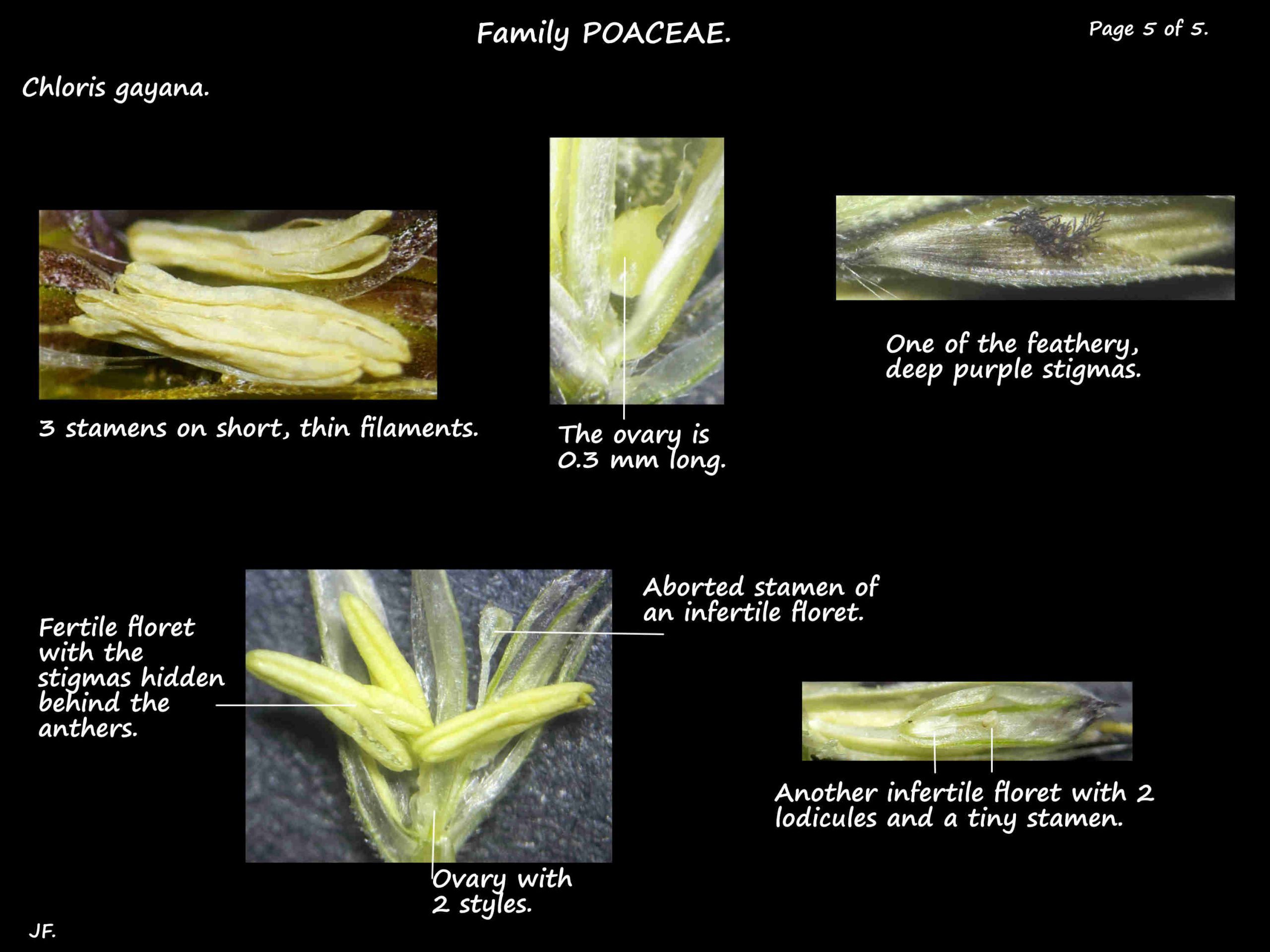 5 Fertile & infertile florets in Chloris gayana